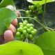 China Grants Patent To New COVID-19 Medicine