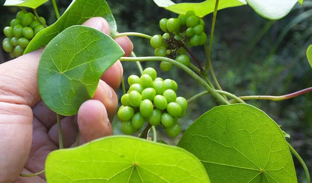 China Grants Patent To New COVID-19 Medicine