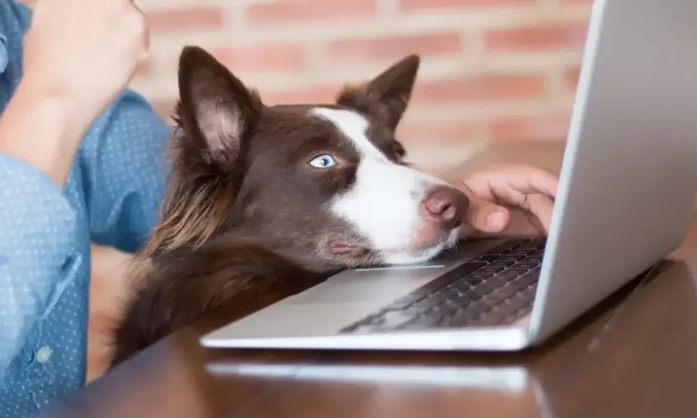 Top Sites to Find Online Pet Health and Veterinary Information