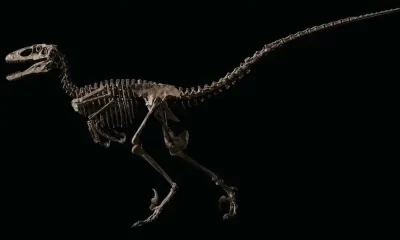 Skeleton Of Dinosaur That Inspired 'Jurassic Park' Sells for $12.4 Million At Christie's