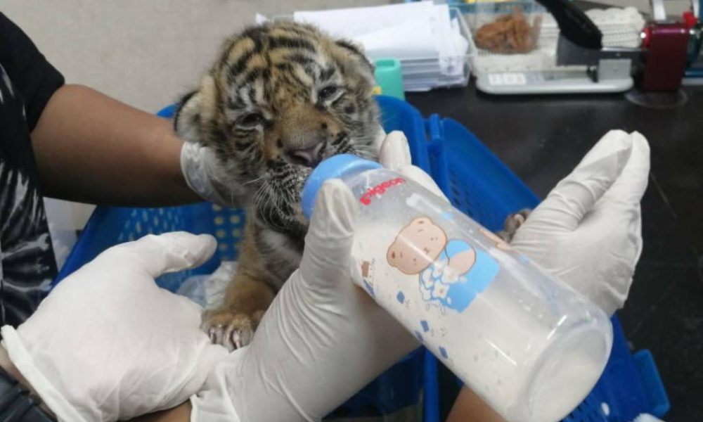 Thailand's Wildlife Officials Plead for Donations to Feed Animals