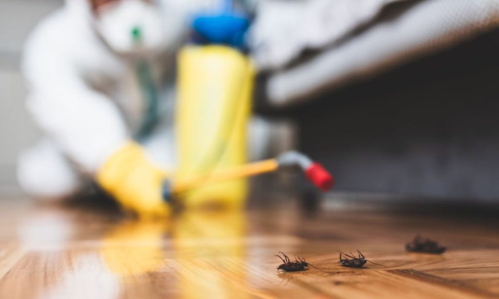 Top 5 Reasons to Have Regular Pest Control for Your Home