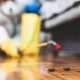 Top 5 Reasons to Have Regular Pest Control for Your Home