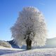 Winter Seasonal Affective Disorder