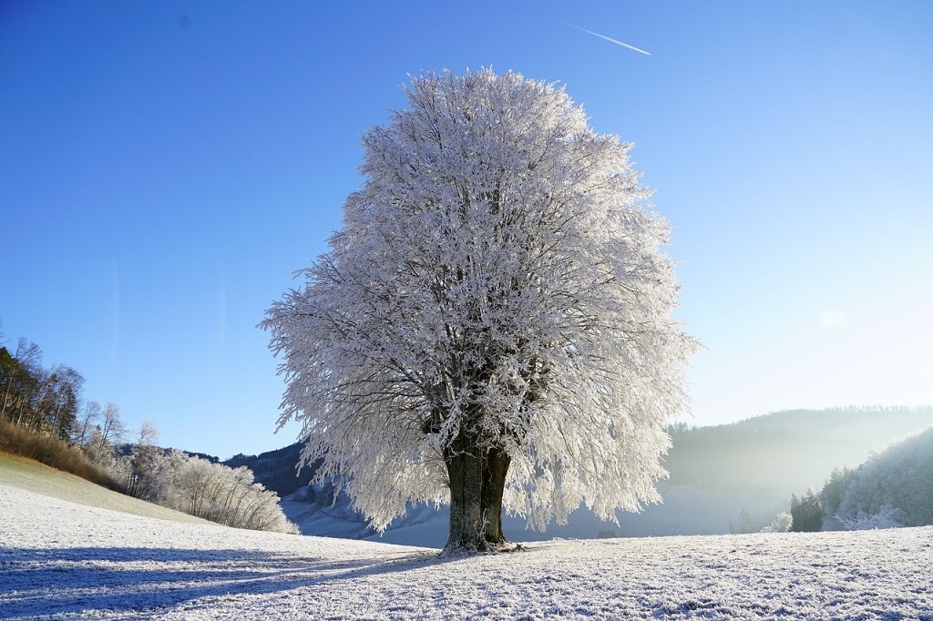 Winter Seasonal Affective Disorder