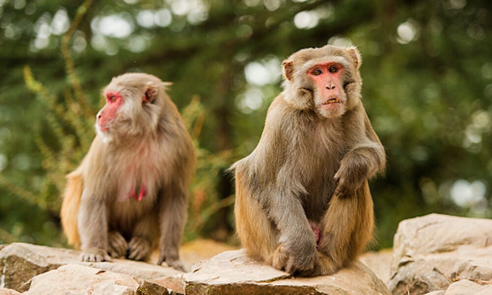 11 People in Thailand Infected with Malaria By Macaque Monkey Parasite