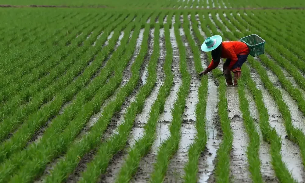 Thailand, Vietnam Discuss Hike in Rice Prices