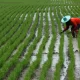 Thailand, Vietnam Discuss Hike in Rice Prices