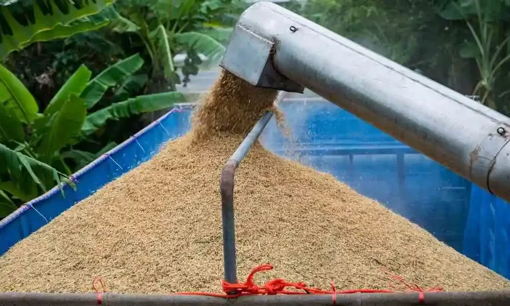 The harvesting of rice grain in Saraburi Province, Thailand. Photograph: Andre Malerba/Bloomberg