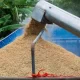 The harvesting of rice grain in Saraburi Province, Thailand. Photograph: Andre Malerba/Bloomberg