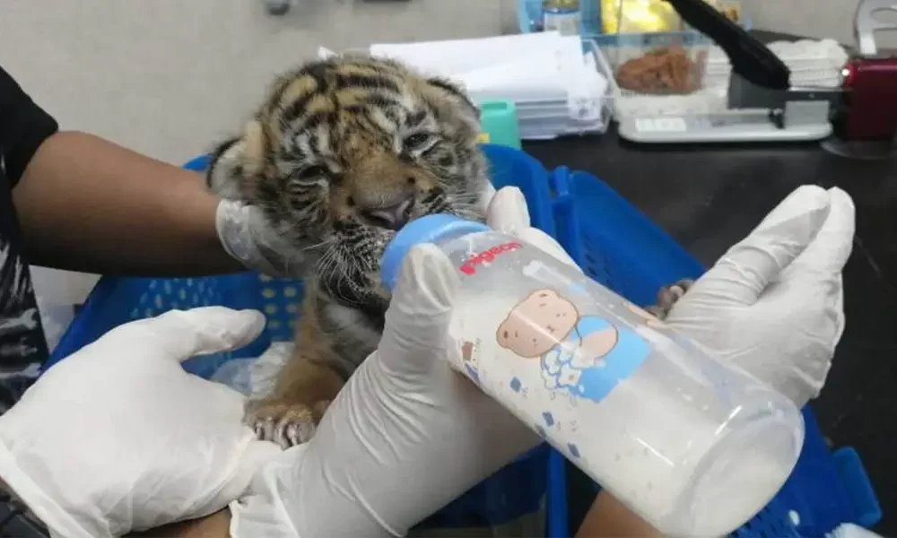 4 Suspects In Wildlife Trade Arrested Across Thailand
