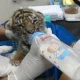 4 Suspects In Wildlife Trade Arrested Across Thailand