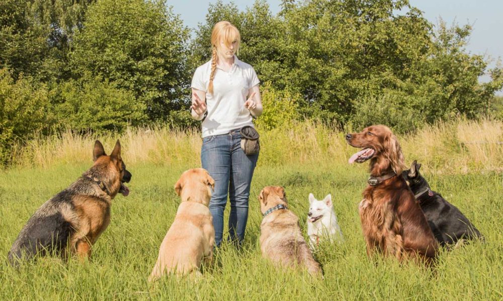 5 Top Reasons For a Refresher Dog Training Course