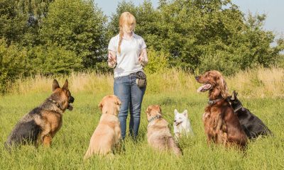 5 Top Reasons For a Refresher Dog Training Course