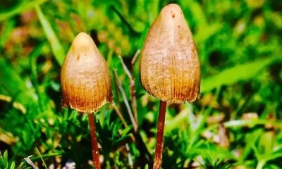 Psilocybin Mushrooms Claim The Throne Of The Best Antidepressant