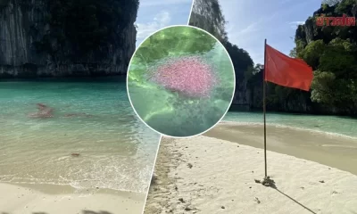 Raise A Red Flag! Fire Jellyfish Warning In Krabi, Southern Thailand
