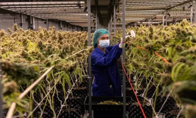 Thailand Becomes 1st Asian Country To Legalize Cannabis, But With A Catch