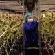 Thailand Becomes 1st Asian Country To Legalize Cannabis, But With A Catch