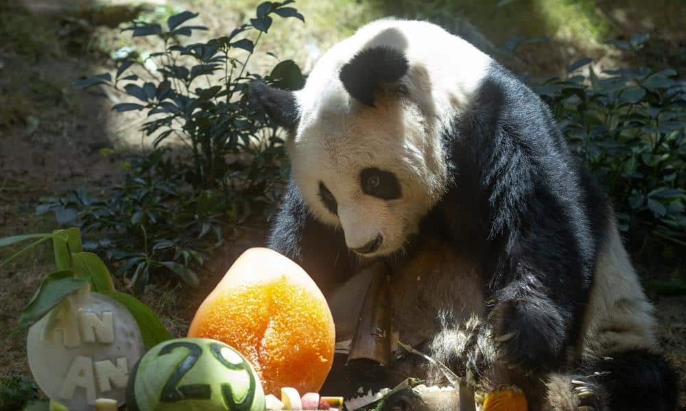 World's Oldest Giant Panda Dies at Age 35