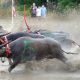 Thailand Holds 140 Year-Old Buffalo Races
