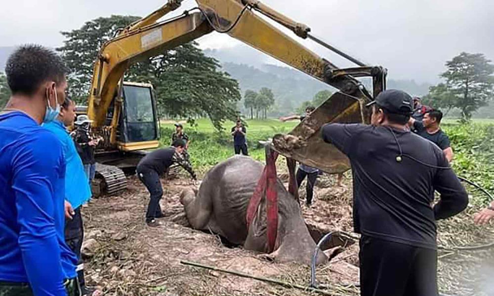Baby Elephant Rescued from Golf Course Storm Drain