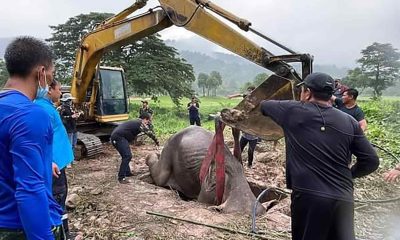 Baby Elephant Rescued from Golf Course Storm Drain