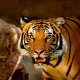 Thailand Has More Wild Tigers Than Any Other Southeast Asian Country