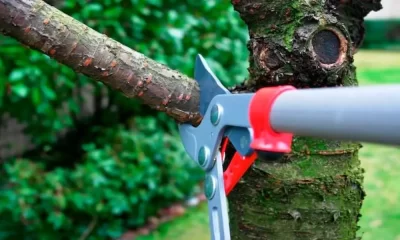 The Homeowner's Tree Removal Guide