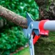The Homeowner's Tree Removal Guide