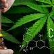 Where to Buy Top CBD Products: Capsules, Oil, And Gummies