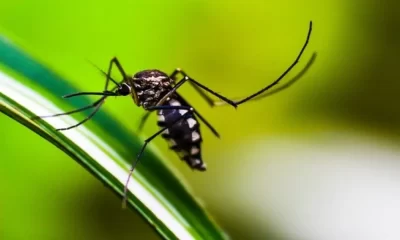 68 More Dengue Patients Hospitalized In Bangladesh