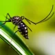 68 More Dengue Patients Hospitalized In Bangladesh