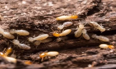 24h Pest Pros Assist Home Owners to Eradicate Termites