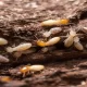 24h Pest Pros Assist Home Owners to Eradicate Termites