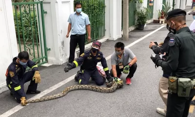 Snake encounter reported every 15 minutes in Bangkok