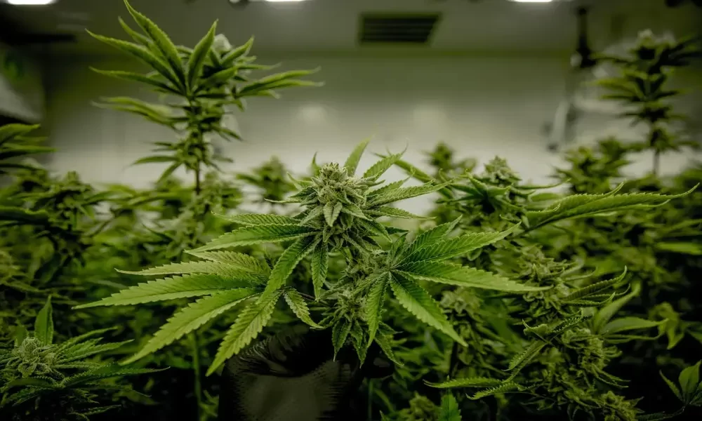 Cannabis in US is a ‘$100 Billion Opportunity Tilray CEO Says