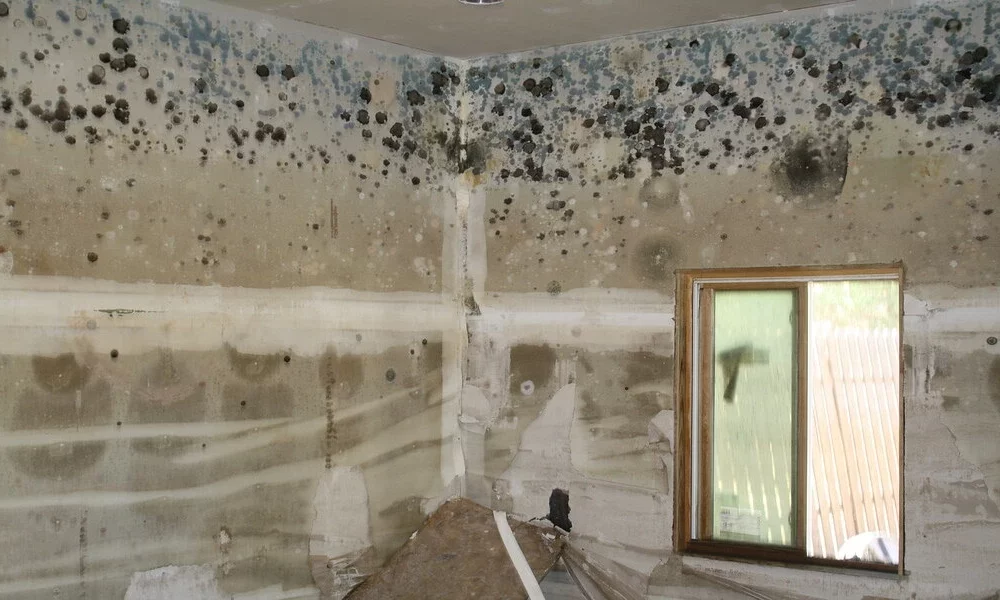 How to Remove Mold: The Ultimate Guide 2022