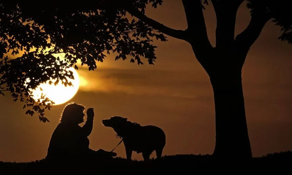 Monkeypox Can Spread To Pet Dogs, According To Doctors Report