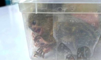 Man Nabbed Trying to Smuggle 17 Wild Animals to India