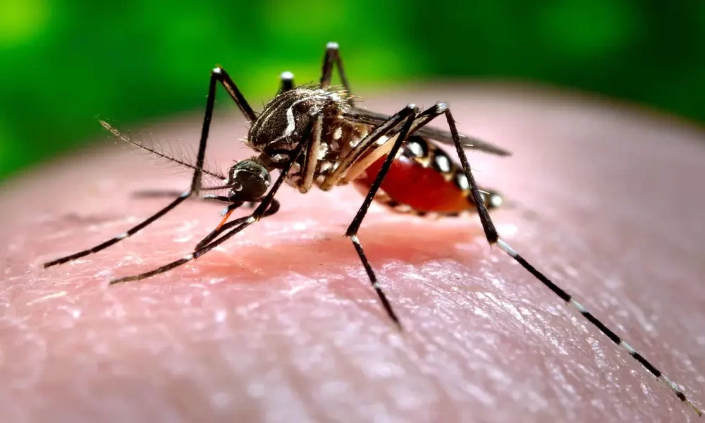 Thailand's Dengue Fever Cases Nearly Doubled in the Past Month