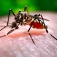 Thailand's Dengue Fever Cases Nearly Doubled in the Past Month