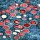 WHO Plans to Rename Monkeypox Over Stigmatization Concerns