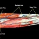 What Are The 3 Main Veins To Draw Blood?