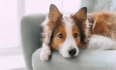 Dog Virus: Northern Michigan State Investigates Dog Virus Outbreak