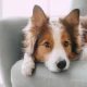 Dog Virus: Northern Michigan State Investigates Dog Virus Outbreak