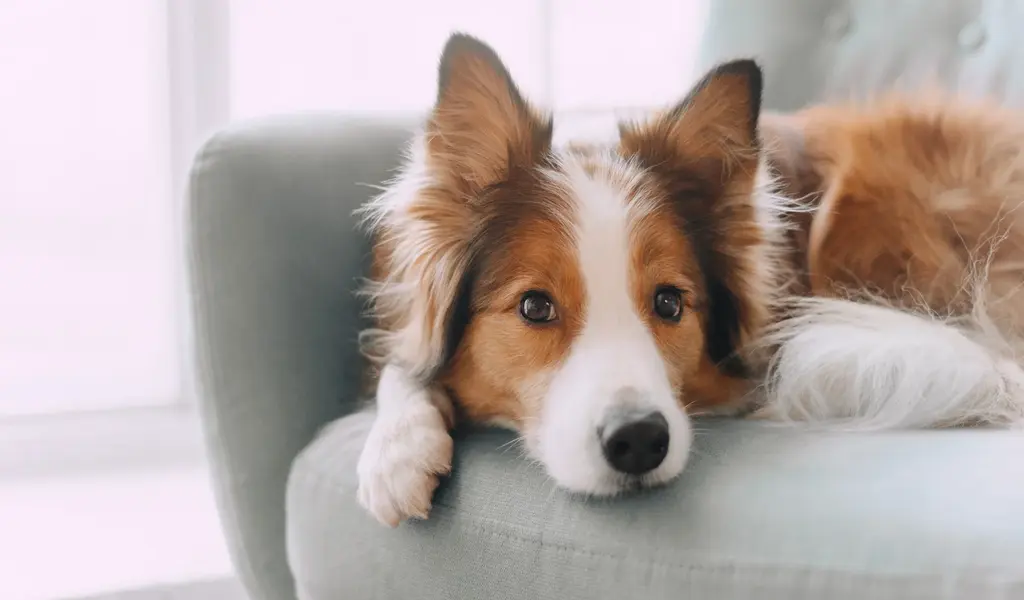 Dog Virus: Northern Michigan State Investigates Dog Virus Outbreak
