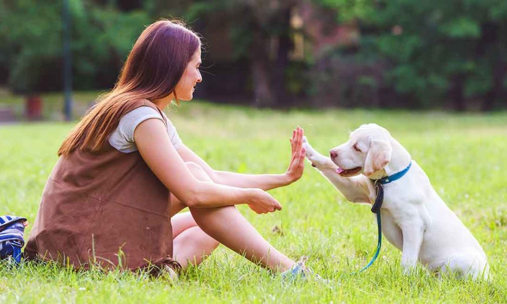 Best Puppy Training Online