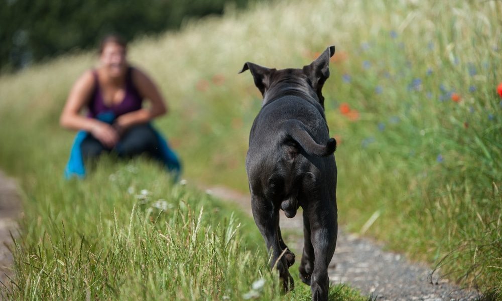 3 Best Was to Get Your Dog to Come When Called
