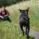 3 Best Was to Get Your Dog to Come When Called