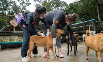 Soi Dog Carries Out Vaccinations